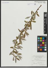 Foto von Salix alba L.
